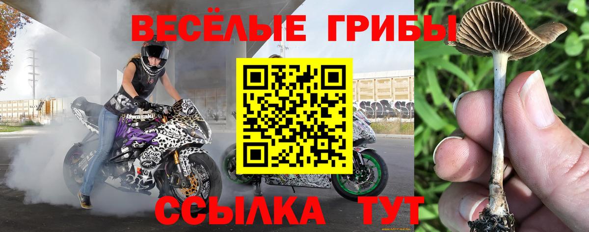 Киржач  Галлюциногенные грибы прущие грибы  Вход с VPN 